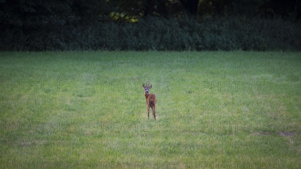 Photograph of a roebuck looking back standing in a meadow, Neustadt am Rübenberge, Hanover, Lower Saxony, Germany