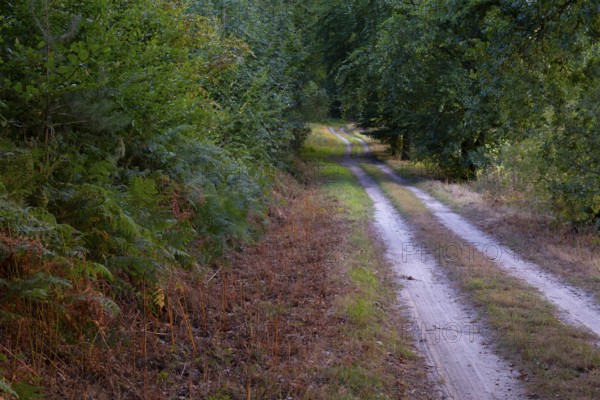 View along a sandy forest path, Neustadt am Rübenberge, Hanover, Lower Saxony, Germany