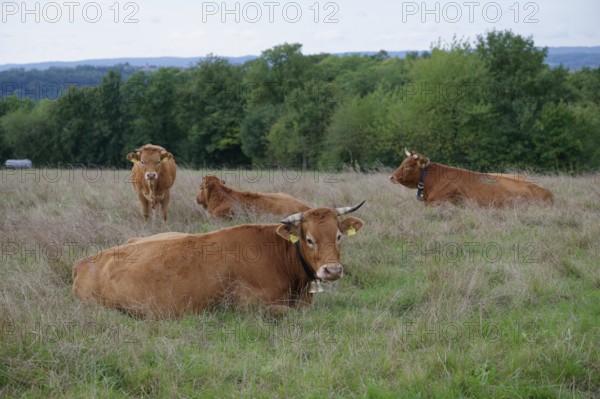 Farm animals with cowbell, bell, tradition, cultural landscape, agriculture, cattle breed, cattle, Untermünkheim, Kochertal, Kocher, Hohenlohe, Germany