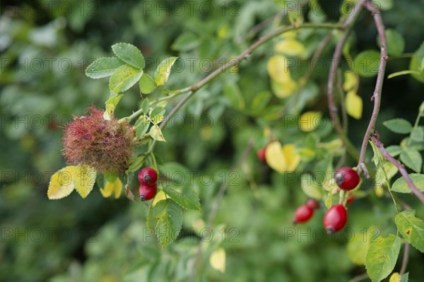 Galls of the rose gall wasp (Diplolepis rosae), Untermünkheim, Kocher valley, Kocher, Hohenlohe, Germany