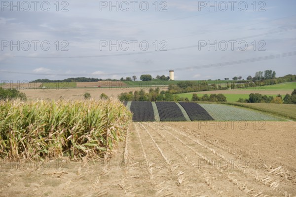 Arable farming near Untermünkheim, corn field, corn field, Kocher valley, Kocher, Hohenlohe, Germany