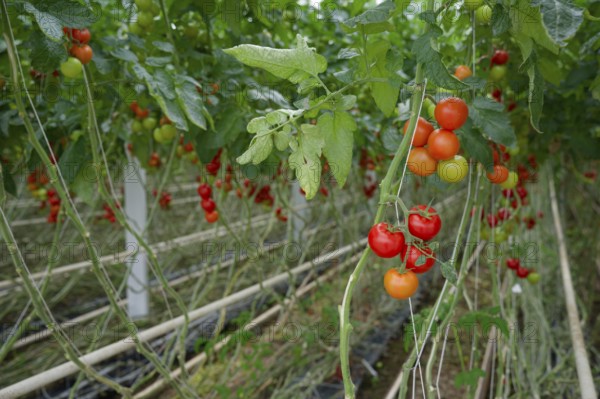 Tomatoes in greenhouse, tomato, vegetables, Schwäbisch Hall, Hohelohe, Germany