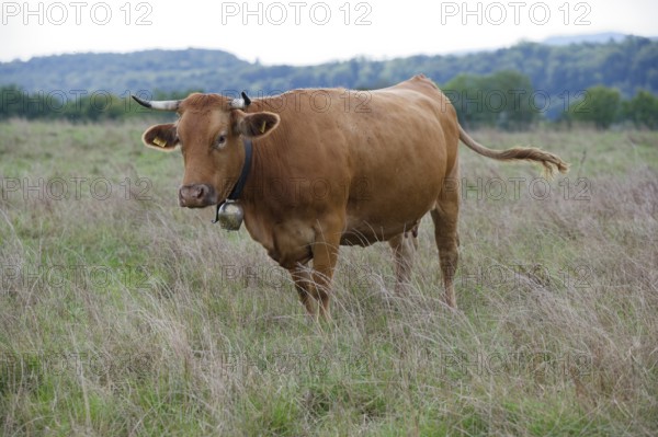 Farm animals with cowbell, bell, tradition, cultural landscape, agriculture, cattle breed, cattle, Untermünkheim, Kochertal, Kocher, Hohenlohe, Germany