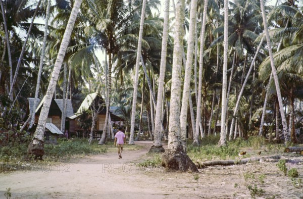 Traditional village houses in coconut palm trees, Malacca or Melaka, Malaya, Malaysia, south east Asia c 1964