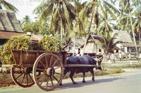 Water buffalo pulling cart in traditional village houses in coconut palm trees, Malacca or Melaka, Malaya, Malaysia, south east Asia c 1964