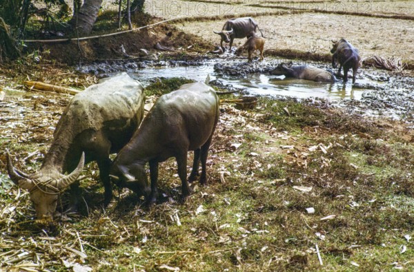 Water buffalo bathing in pool by fields used for dry rice cultivation, Malaya, Malaysia, south east Asia 1964