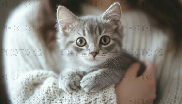 Woman At Home Snuggling With Gray Tabby Cute Kitten: A Heartwarming Moment Exploring The Bond Between Pets And Life. Beautiful Wide-Angle Horizontal Wallpaper For Web, AI generated