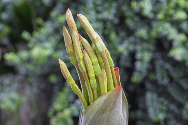 Brunsvigia josephinae, buds, North Rhine-Westphalia, Germany