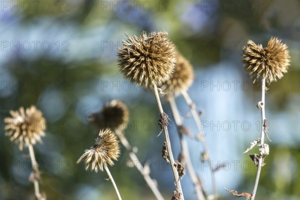 Faded globe thistles (Echinops) in autumn, Münsterland, North Rhine-Westphalia, Germany