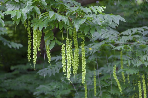 Caucasian wingnut (Pterocarya fraxinifolia), inflorescences, Münsterland, North Rhine-Westphalia, Germany