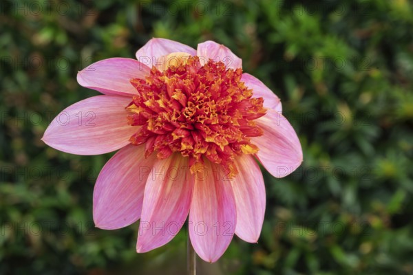 Anemone Dahlia Polka, Münsterland, North Rhine-Westphalia, Germany