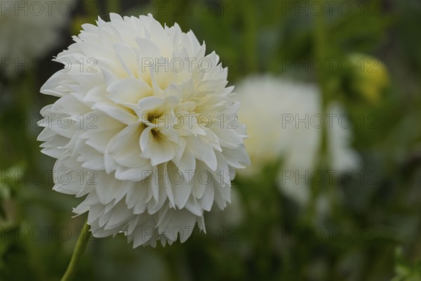 Dahlia (Dahlia), Münsterland, North Rhine-Westphalia, Germany