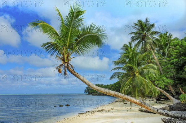 Lonely unspoilt palm beach in the South Seas South Sea dream beach with coconut palms (Cocos nucifera), South Seas