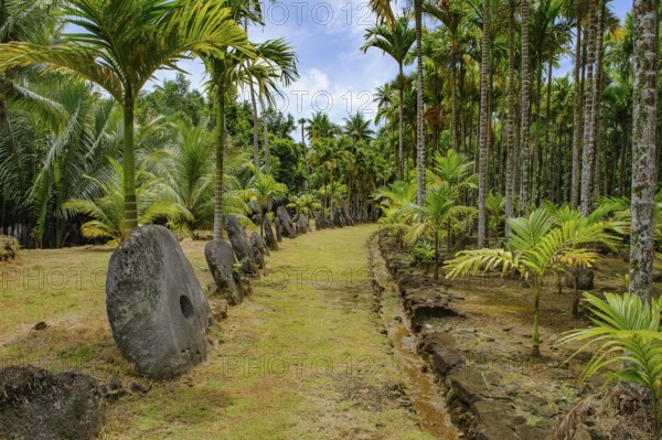 Oversized large giant stone coins real currency in stone money bank stone money bank in jungle of Yap Island, Yap Island, Yap State, Caroline Islands, FSM, Federated States of Micronesia, Australia, Oceania