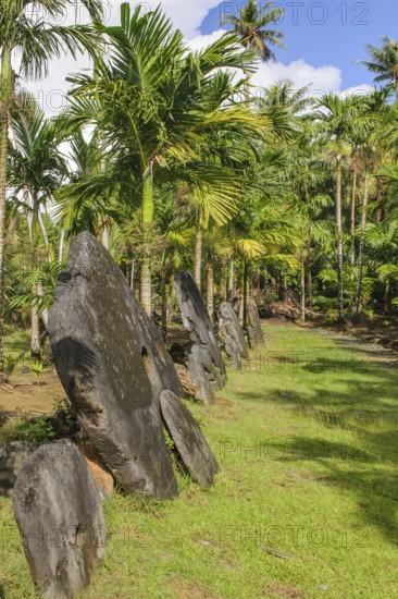 Oversized large giant stone coins real currency in stone money bank stone money bank in jungle of Yap Island, Yap Island, Yap State, Caroline Islands, FSM, Federated States of Micronesia, Australia, Oceania