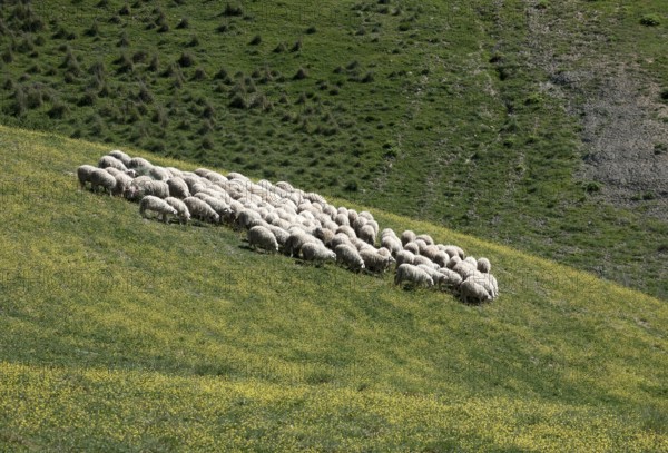 Flock of sheep grazing on hillside in Tuscany, Toscana, Tuscany, Italy