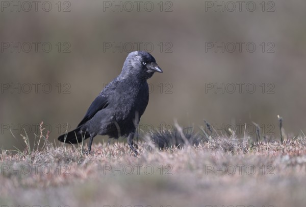 Jackdaw (Corvus monedula) running over grass, Texel, North Holland, Netherlands