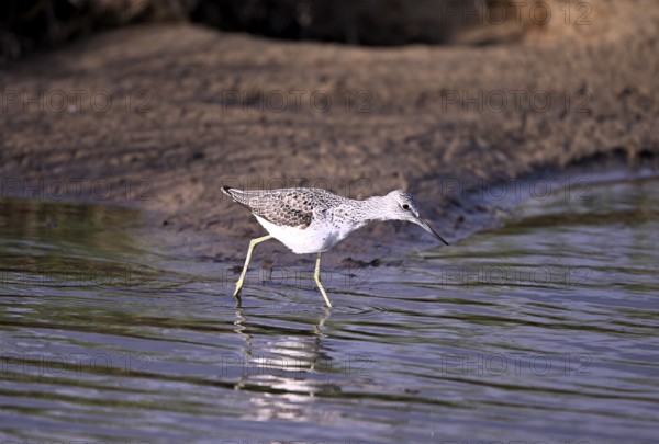 Greenshank (Tringa nebularia) searching for food in the water, Texel, North Holland, Netherlands