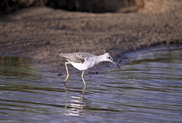 Greenshank (Tringa nebularia) searching for food in the water, Texel, North Holland, Netherlands
