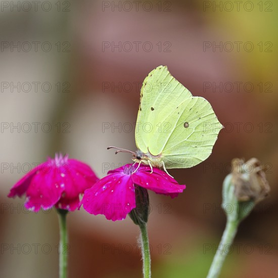 Lemon butterfly (Gonepteryx rhamny) on crown campion (Lychnis coronaria), in a nature garden, Wilnsdorf, North Rhine-Westphalia, Germany
