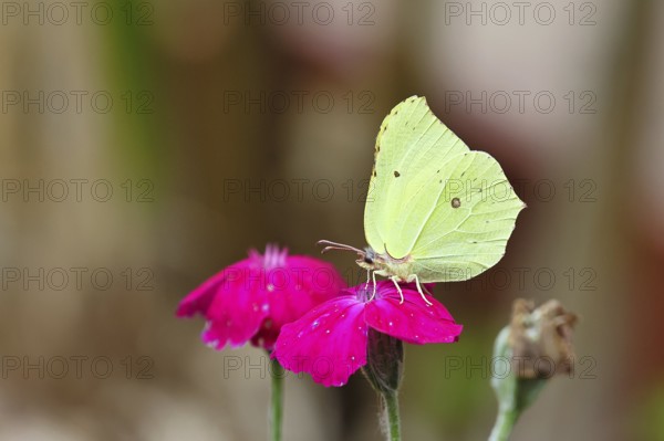 Lemon butterfly (Gonepteryx rhamny) on crown campion (Lychnis coronaria), in a nature garden, Wilnsdorf, North Rhine-Westphalia, Germany