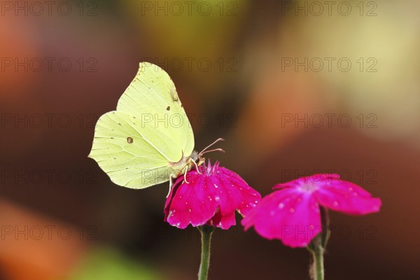 Lemon butterfly (Gonepteryx rhamny) on crown campion (Lychnis coronaria), in a nature garden, Wilnsdorf, North Rhine-Westphalia, Germany
