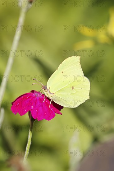 Lemon butterfly (Gonepteryx rhamny) on crown campion (Lychnis coronaria), in a nature garden, Wilnsdorf, North Rhine-Westphalia, Germany