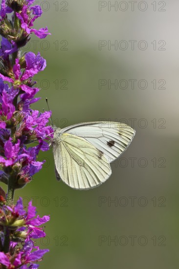 A Cabbage butterfly (Pieris brassicae) sucking nectar on the flower of the purple loosestrife (Lythrum salicaria), in a natural environment in the wild, nice bokeh in the background, Wildlife, Insects, Butterflies, Butterflies, Wilnsdorf, North Rhine-Westphalia, Germany