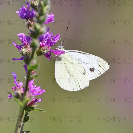 A Cabbage butterfly (Pieris brassicae) sucking nectar on the flower of the purple loosestrife (Lythrum salicaria), in a natural environment in the wild, nice bokeh in the background, Wildlife, Insects, Butterflies, Butterflies, Wilnsdorf, North Rhine-Westphalia, Germany