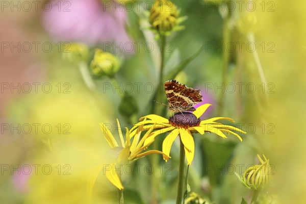 Land carat (Araschnia levana), butterfly, on a yellow coneflower (Echinacea paradoxa), macro photograph, Wilnsdorf, North Rhine-Westphalia, Germany
