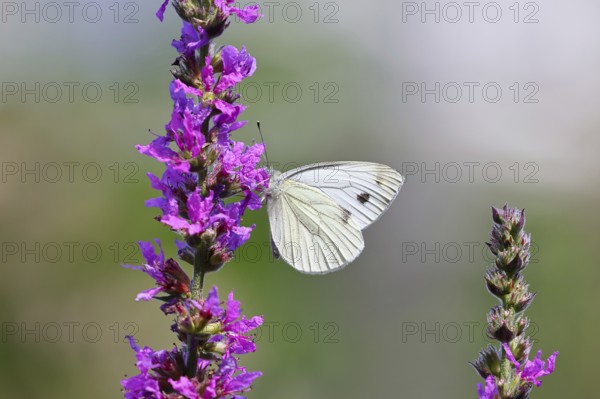 A Cabbage butterfly (Pieris brassicae) sucking nectar on the flower of the purple loosestrife (Lythrum salicaria), in a natural environment in the wild, nice bokeh in the background, Wildlife, Insects, Butterflies, Butterflies, Wilnsdorf, North Rhine-Westphalia, Germany