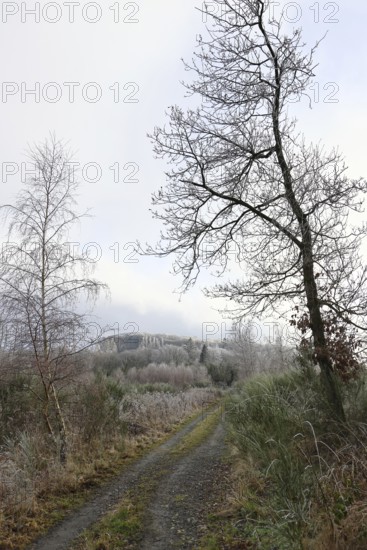 Forest path in late autumn, frost on the trees, cloudy foggy weather, Wilnsdorf, North Rhine-Westphalia, Germany