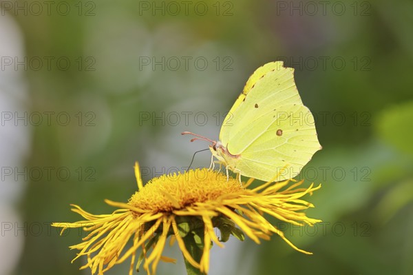 Lemon butterfly (Gonepteryx rhamny) on a yellow flower of a Great Telekie (Telekia speciosa), close-up, Wilnsdorf, North Rhine-Westphalia, Germany