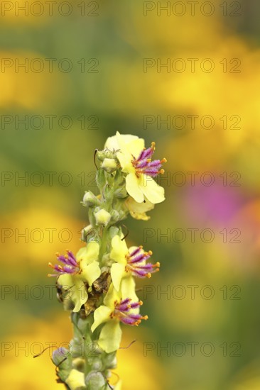 Dark mullein (Verbascum nigrum), flowers, inflorescence, in a natural garden, close-up, Wilnsdorf, North Rhine-Westphalia, Germany