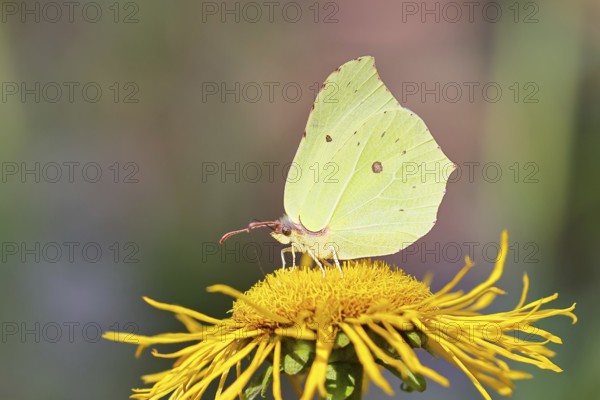 Lemon butterfly (Gonepteryx rhamny) on a yellow flower of a Great Telekie (Telekia speciosa), close-up, Wilnsdorf, North Rhine-Westphalia, Germany