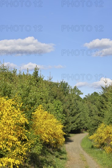 Forest path with yellow flowering broom, common broom (Cytisus scoparius), at the wayside and blue sky, spring, Wilnsdorf, North Rhine-Westphalia, Germany