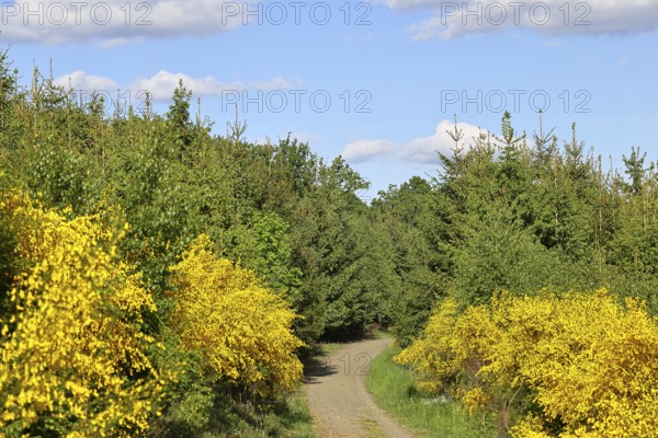 Forest path with yellow flowering broom, common broom (Cytisus scoparius), at the wayside and blue sky, spring, Wilnsdorf, North Rhine-Westphalia, Germany