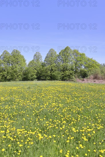 Spring meadow, with flowering dandelion (Taraxacum officinale), forest, blue sky, Wilnsdorf, North Rhine-Westphalia, Germany