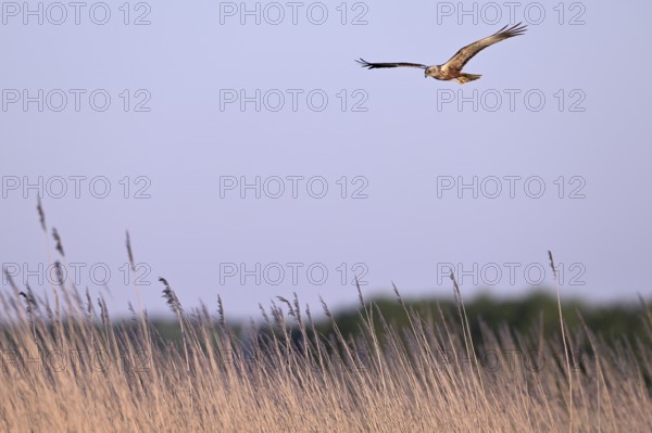 Male marsh harrier (Circus aeruginosus) flying over reeds, Texel, North Holland, Netherlands