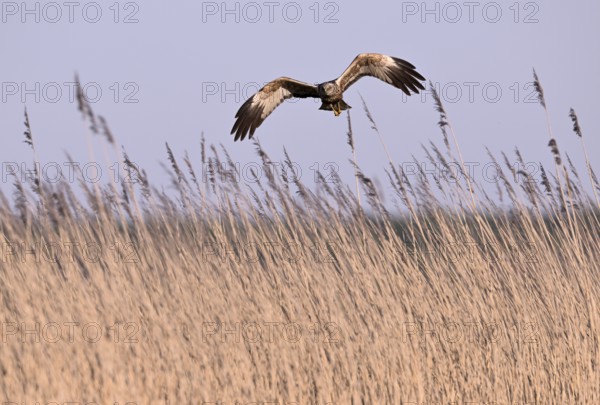 Male marsh harrier (Circus aeruginosus) flying over reeds, Texel, North Holland, Netherlands