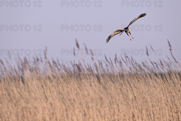Male marsh harrier (Circus aeruginosus) flying over reeds, Texel, North Holland, Netherlands