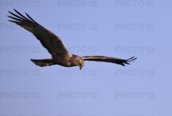 Marsh harrier (Circus aeruginosus), Texel, North Holland, Netherlands