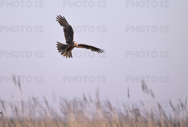 Calling female marsh harrier (Circus aeruginosus) in flight over reeds, Texel, North Holland, Netherlands