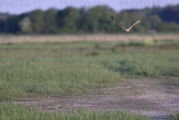 Male marsh harrier (Circus aeruginosus) flying over a meadow, Texel, North Holland, Netherlands