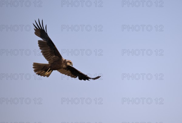 Marsh harrier (Circus aeruginosus), Texel, North Holland, Netherlands
