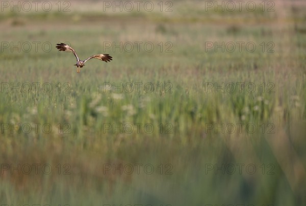 Flying male marsh harrier (Circus aeruginosus) over grassland, Texel, North Holland, Netherlands