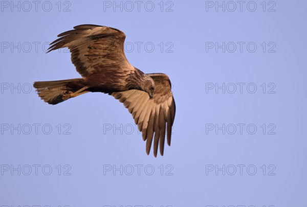 Flying male marsh harrier (Circus aeruginosus), Texel, North Holland, Netherlands