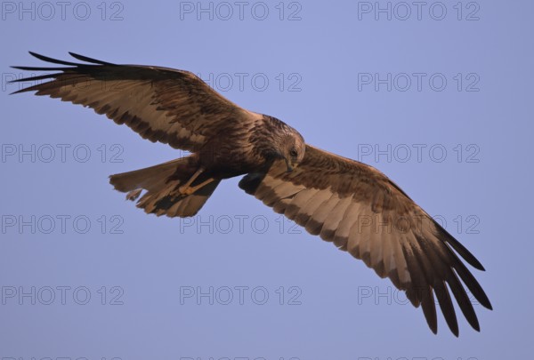 Flying male marsh harrier (Circus aeruginosus), Texel, North Holland, Netherlands