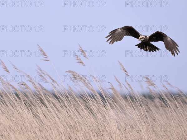 Female marsh harrier (Circus aeruginosus) flying over reeds, Texel, North Holland, Netherlands