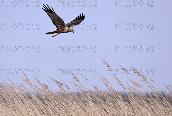 Male marsh harrier (Circus aeruginosus) flying over reeds, Texel, North Holland, Netherlands